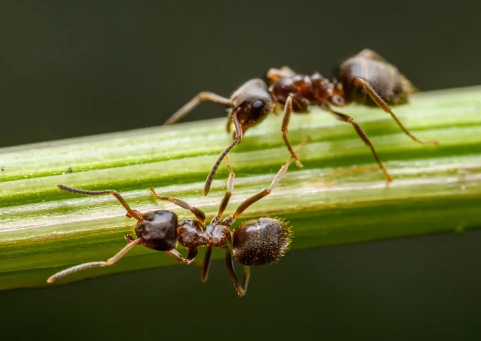 Ants — Pest Control