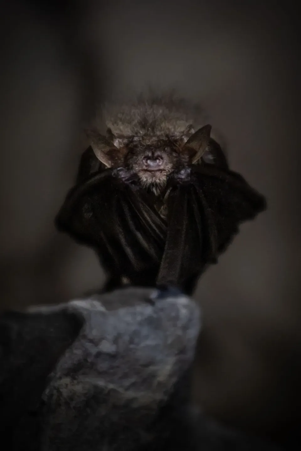 Bat — Pest Control Bat — Pest Control