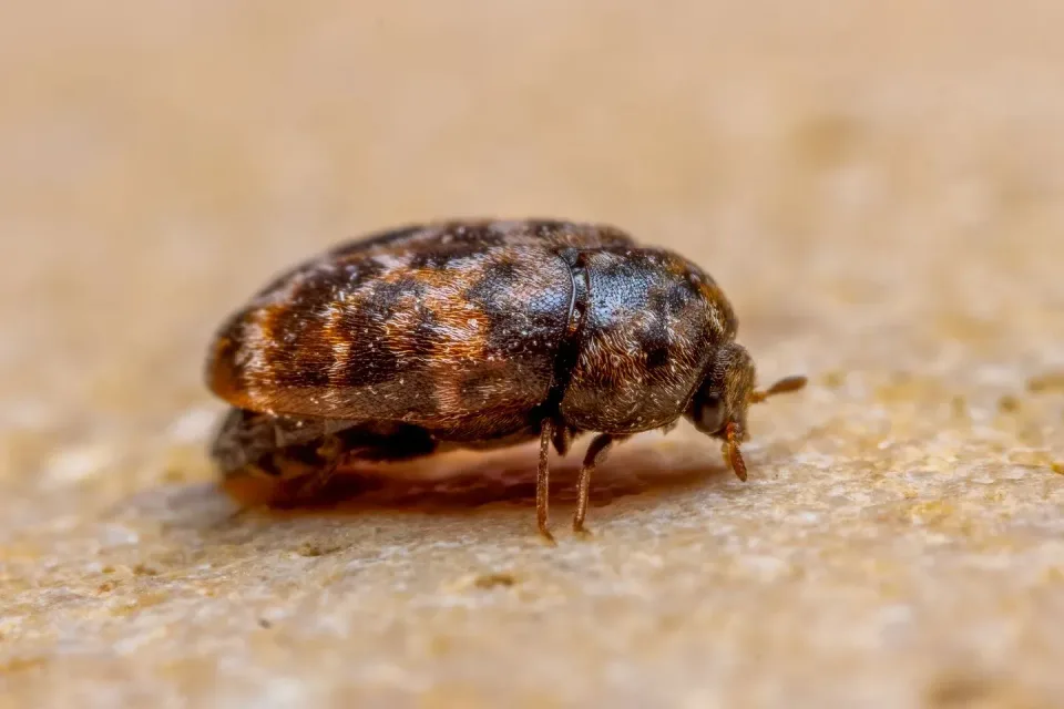 Carpet Beetle — Pest Control